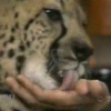 Attached Image
