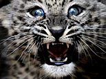 Attached Image
