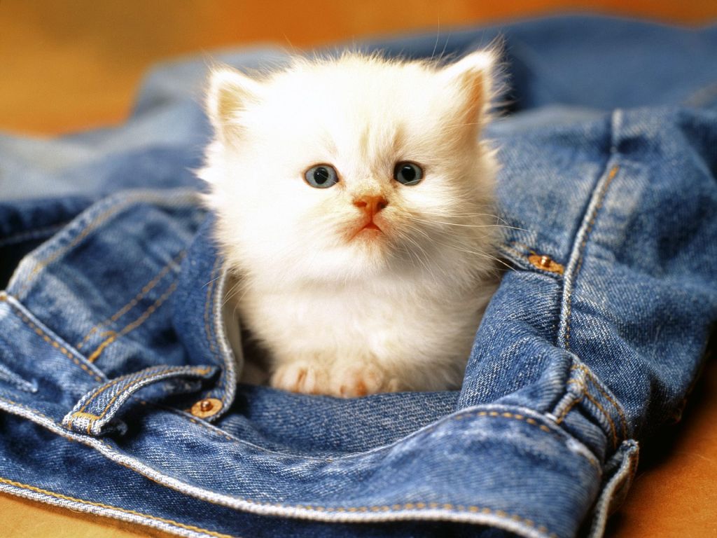 Attached Image
