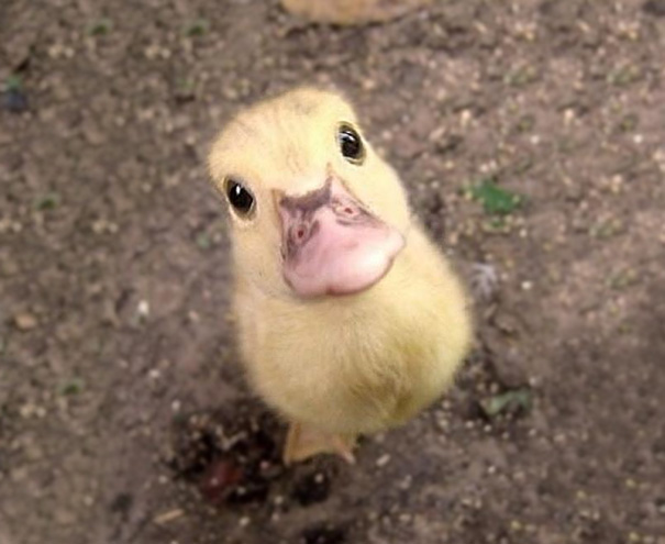 Attached Image